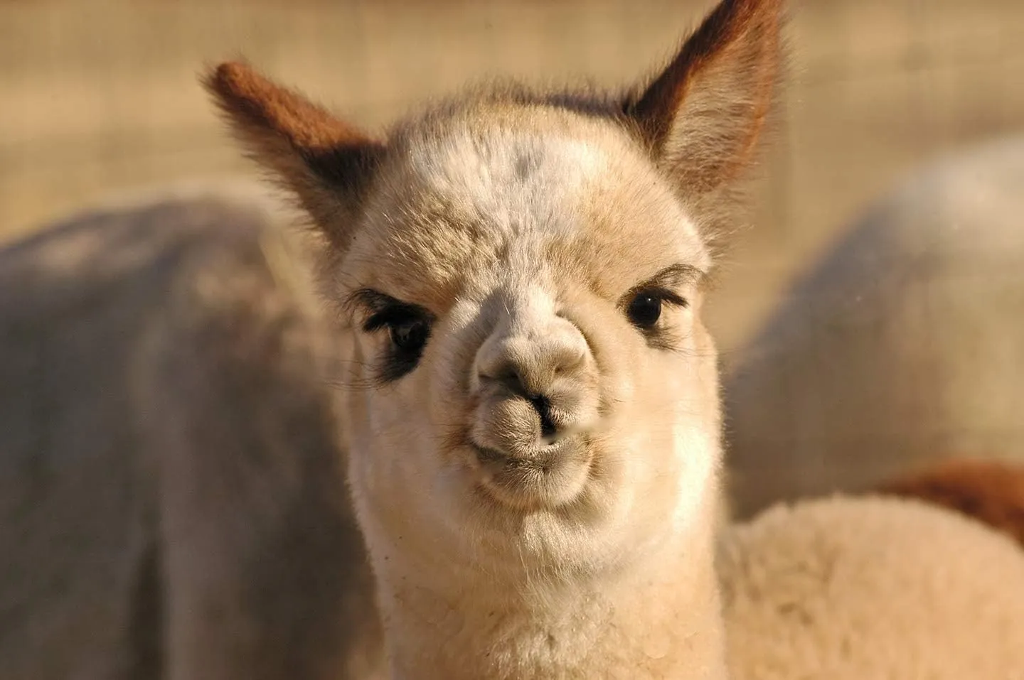 Luxurious 100% Baby Alpaca Scarf - Ultimate Softness - Classics for Men & Women